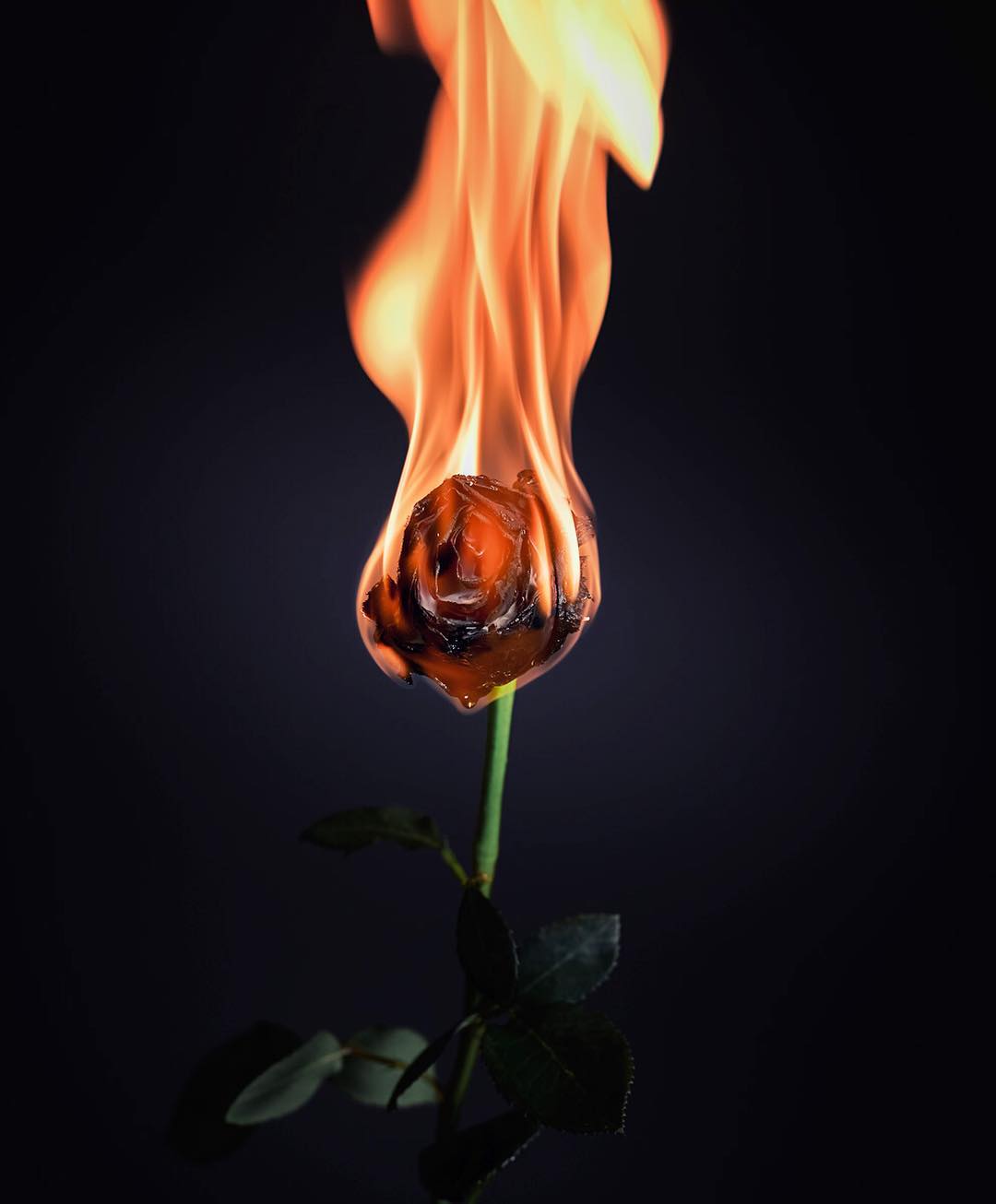 Rosa.  #valentines #love #rose #fire  #nyc #brooklyn